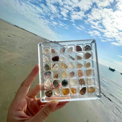 🎄Last Day 50% OFF - Acrylic Magnetic Seashell Display Box