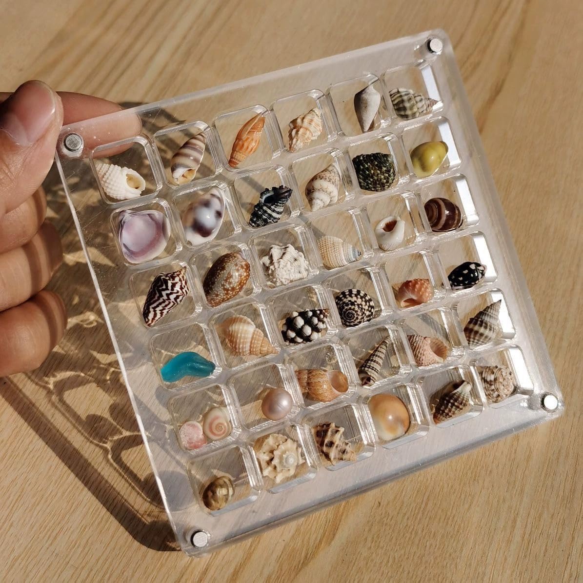 🎄Last Day 50% OFF - Acrylic Magnetic Seashell Display Box